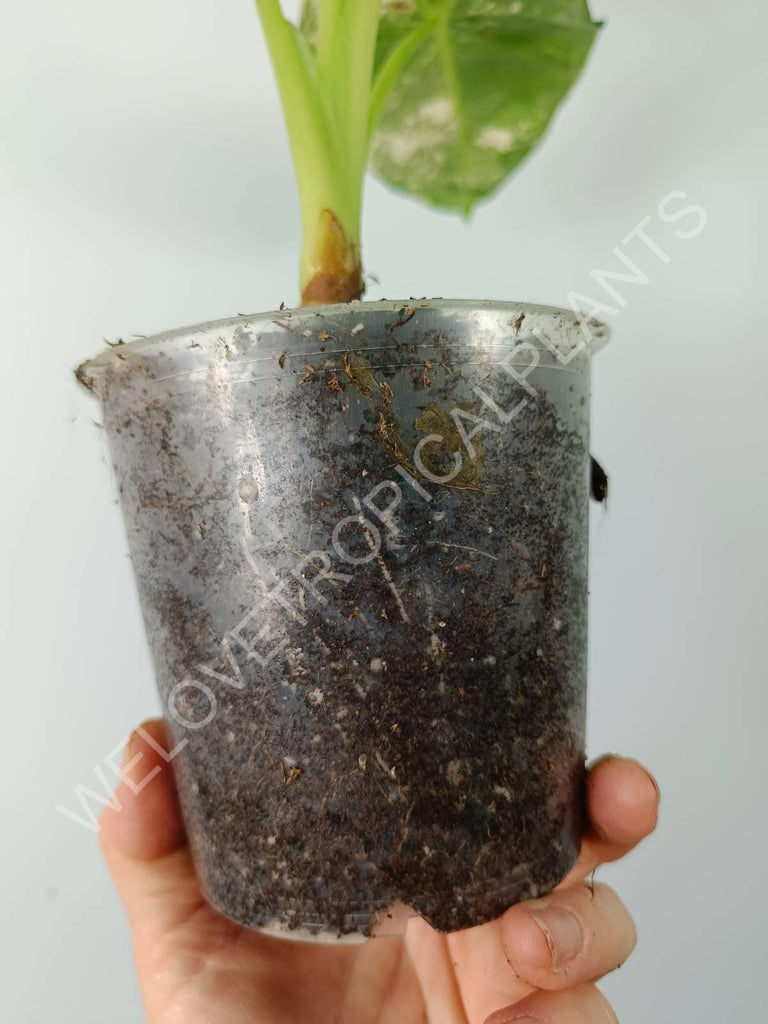 Alocasia micholitziana frydek variegata