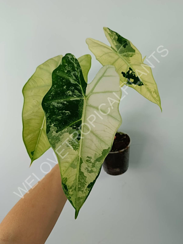 Alocasia micholitziana frydek variegata