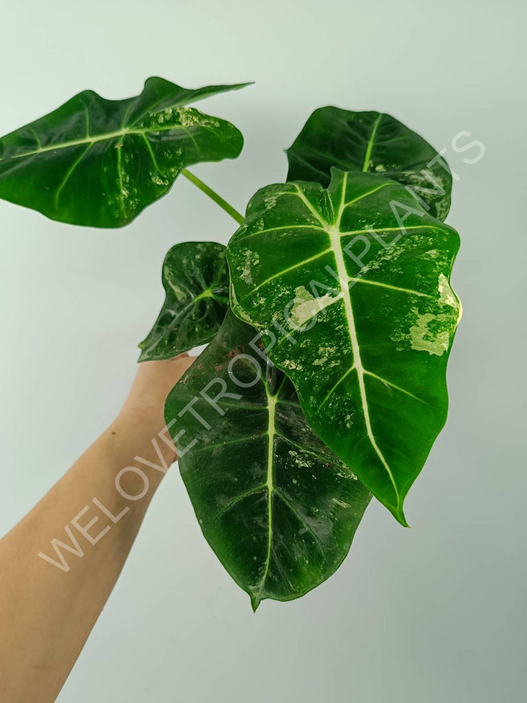 Alocasia micholitziana frydek variegata COMPACT