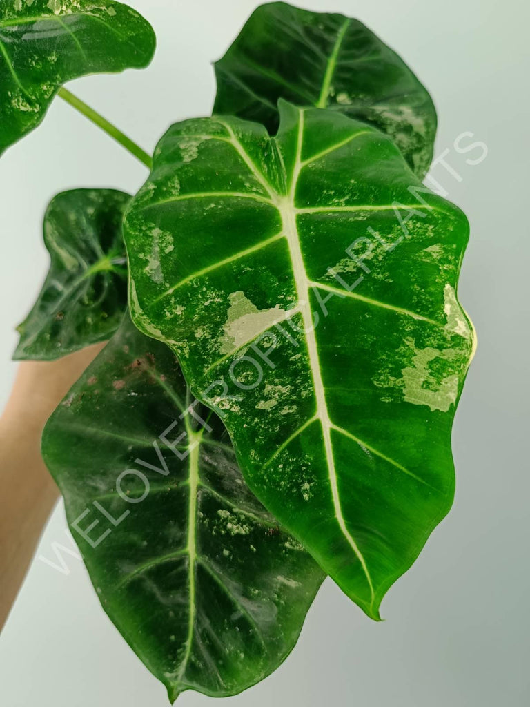 Alocasia micholitziana frydek variegata COMPACT