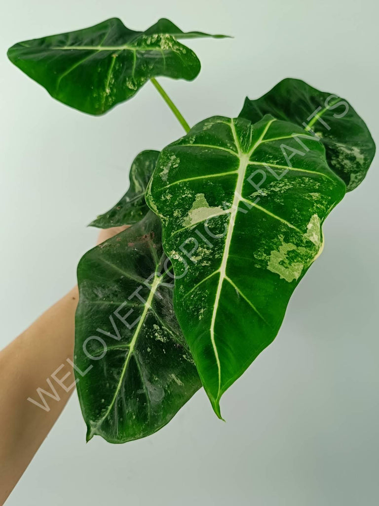 Alocasia micholitziana frydek variegata COMPACT