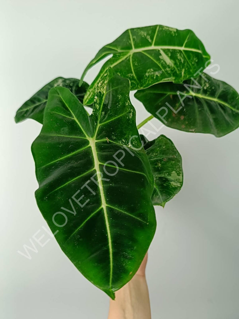 Alocasia micholitziana frydek variegata COMPACT