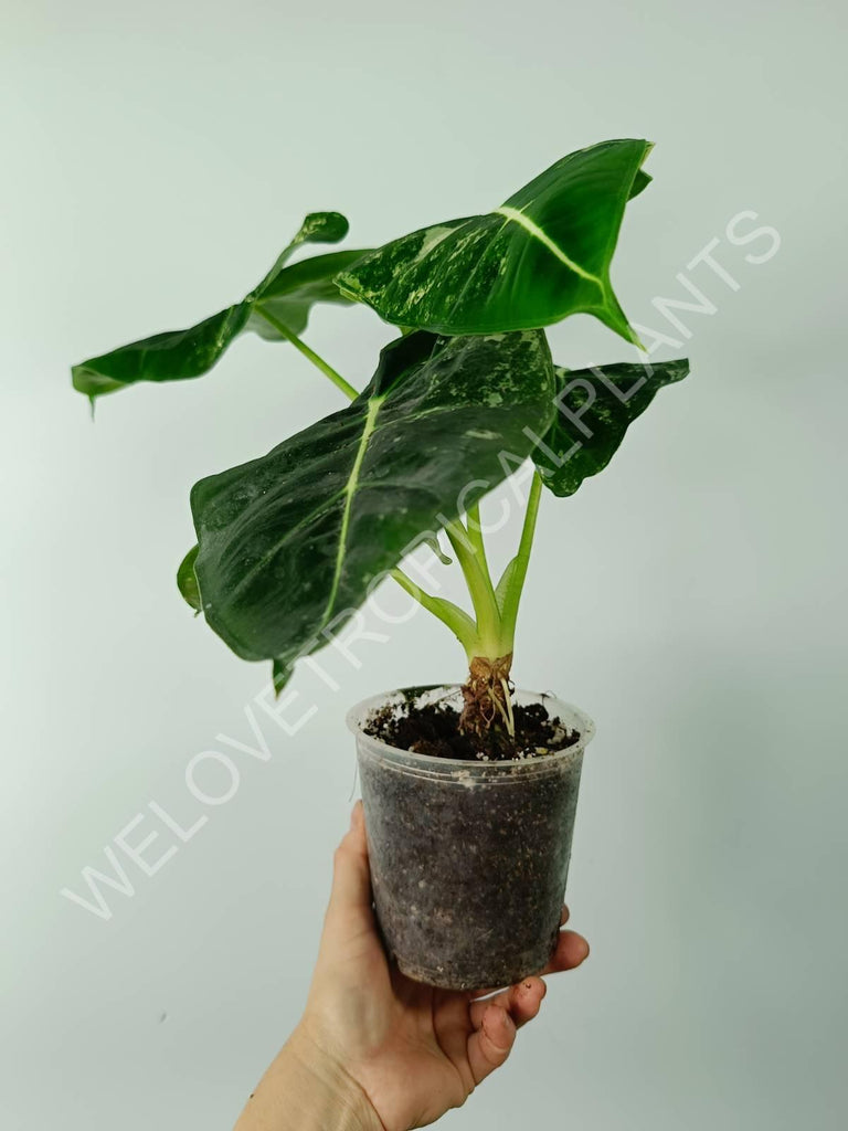 Alocasia micholitziana frydek variegata COMPACT