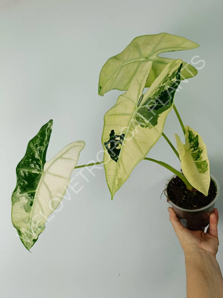 Alocasia micholitziana frydek variegata