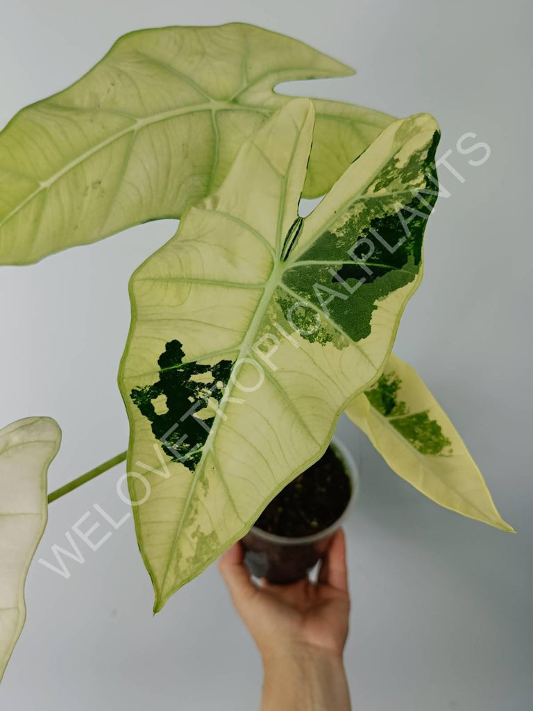 Alocasia micholitziana frydek variegata