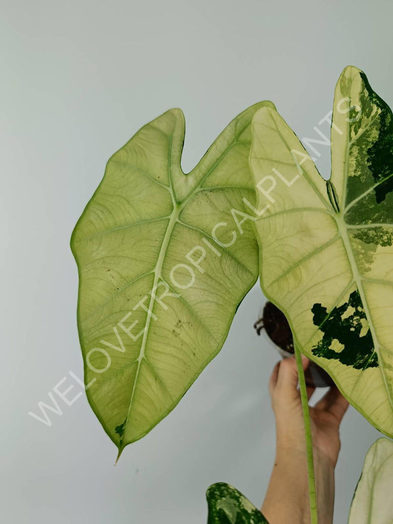 Alocasia micholitziana frydek variegata