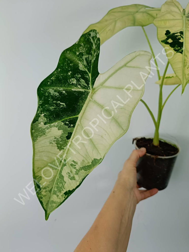 Alocasia micholitziana frydek variegata