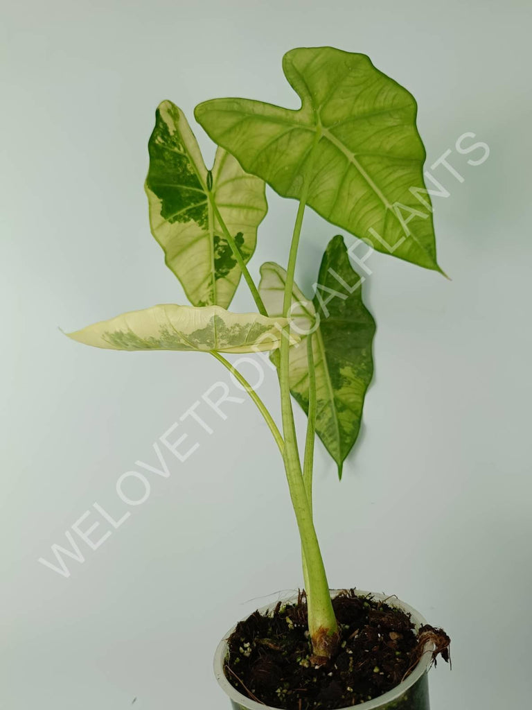 Alocasia micholitziana frydek variegata