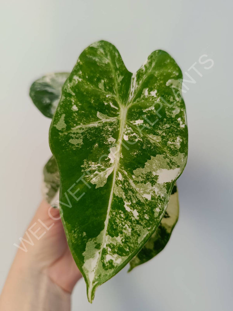 Alocasia micholitziana frydek variegata