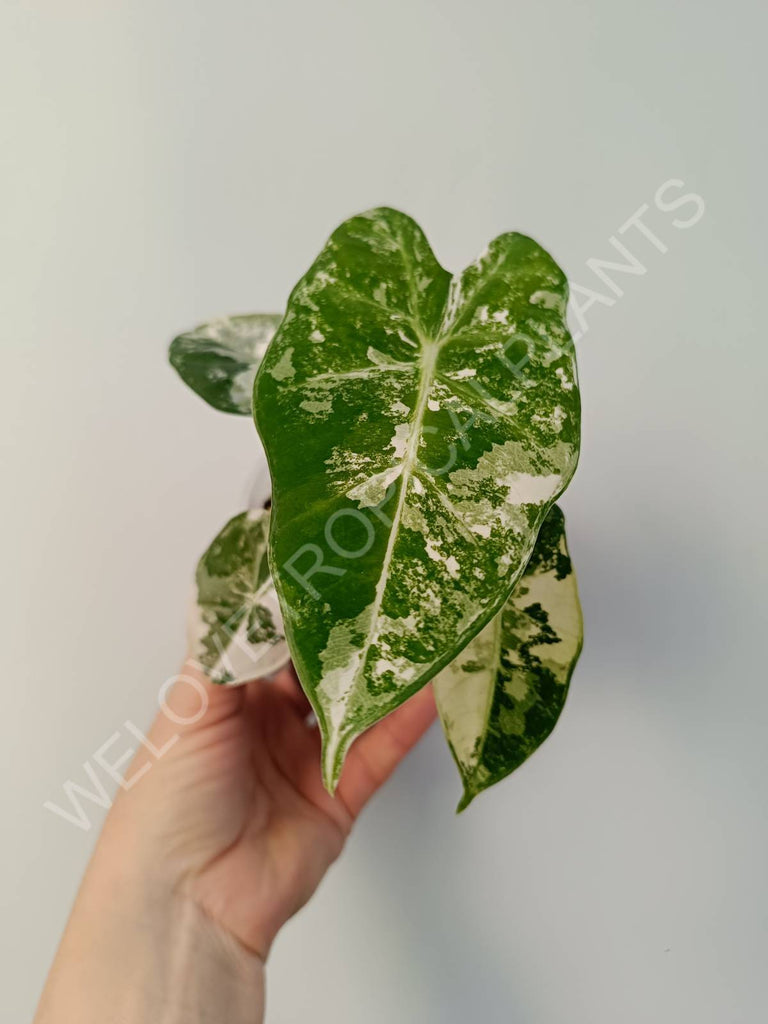 Alocasia micholitziana frydek variegata