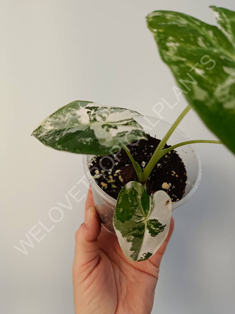 Alocasia micholitziana frydek variegata