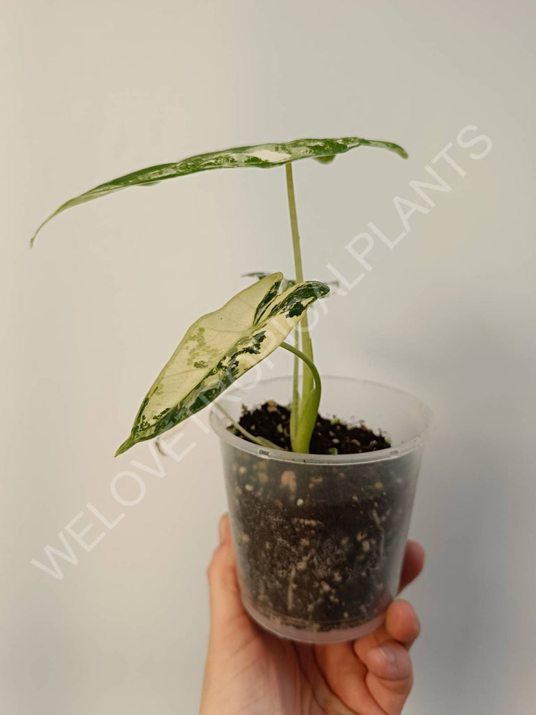 Alocasia micholitziana frydek variegata