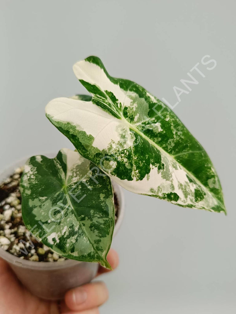 Alocasia micholitziana frydek variegata