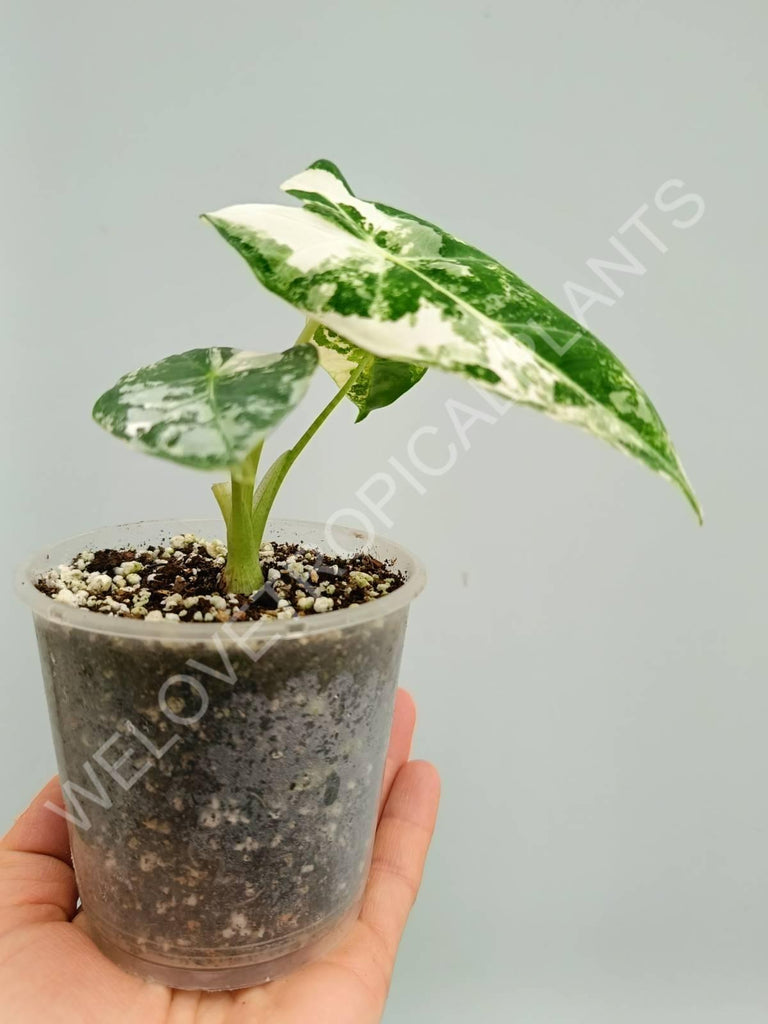 Alocasia micholitziana frydek variegata