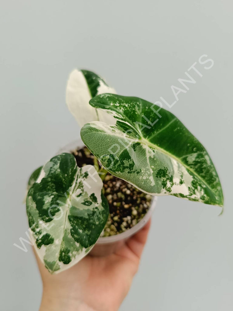 Alocasia micholitziana frydek variegata