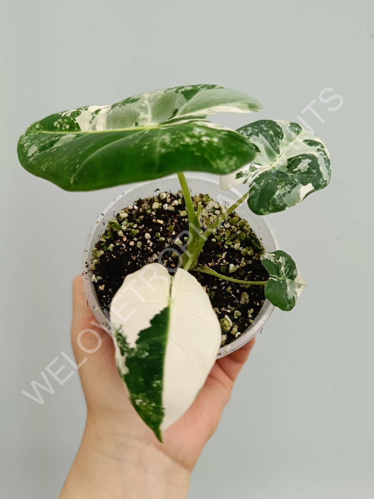 Alocasia micholitziana frydek variegata