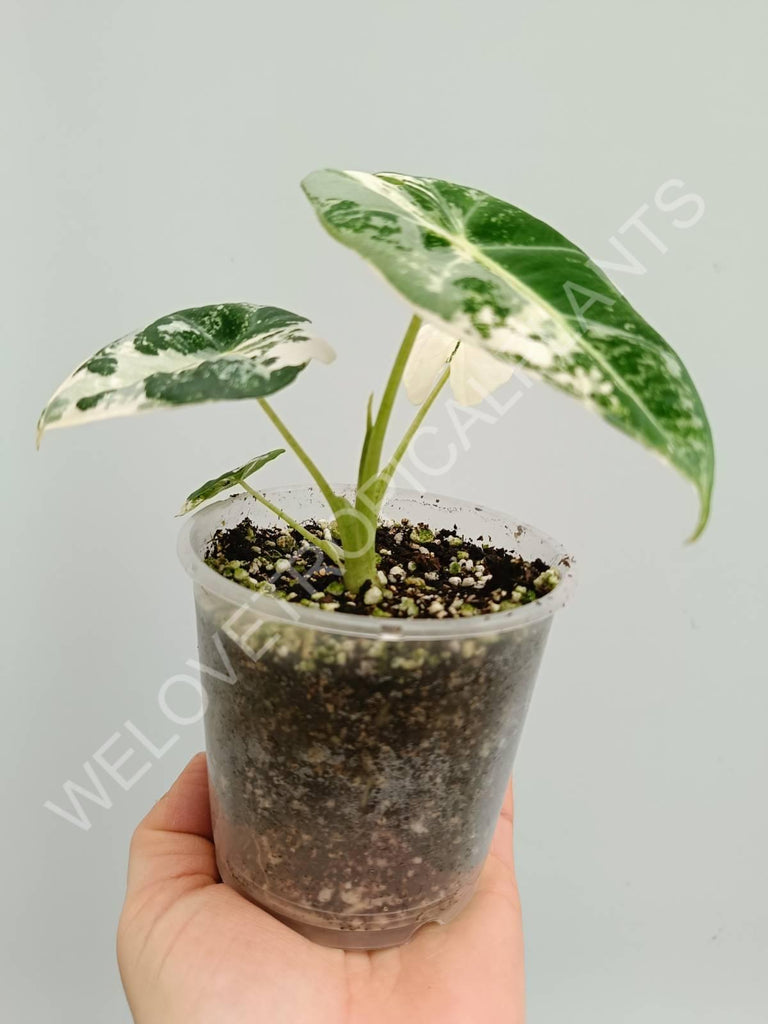 Alocasia micholitziana frydek variegata