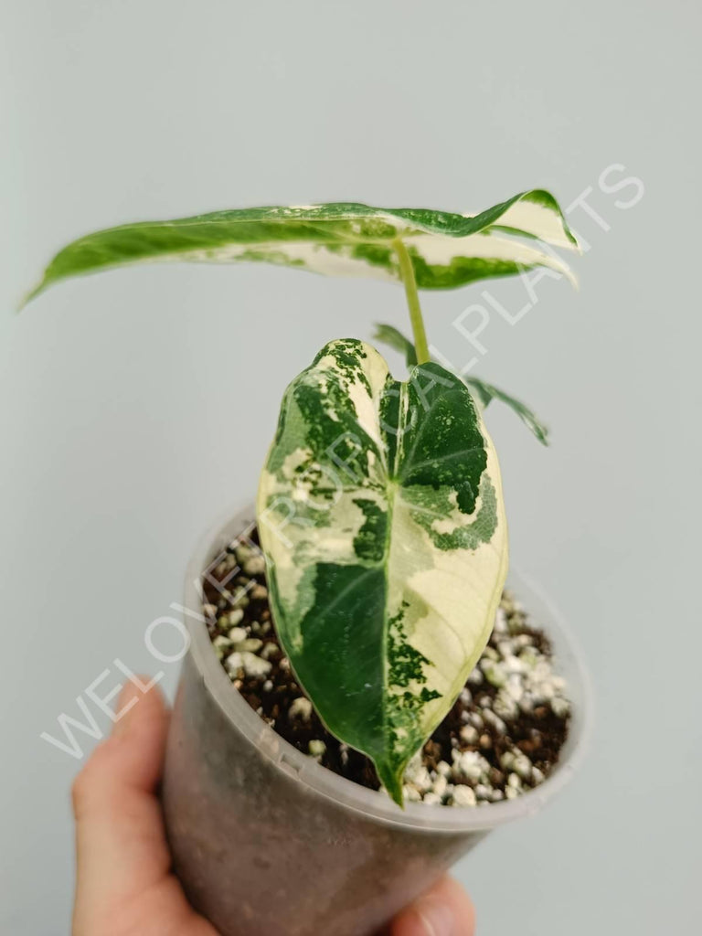 Alocasia micholitziana frydek variegata