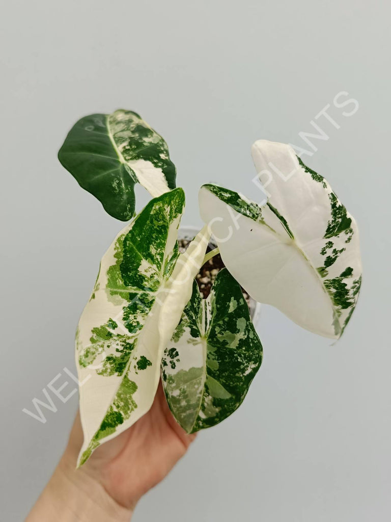 Alocasia micholitziana frydek variegata