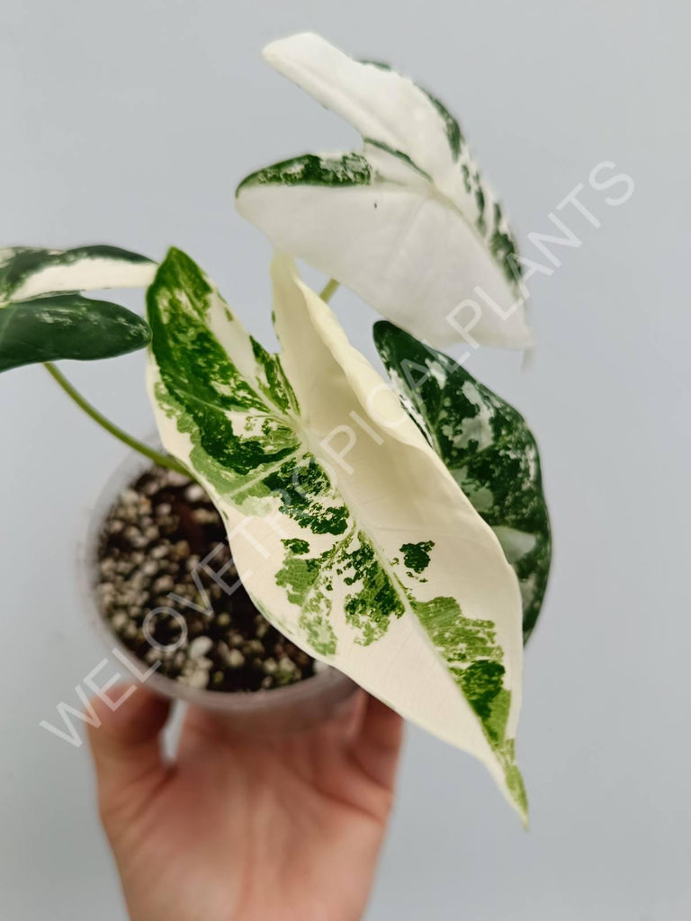 Alocasia micholitziana frydek variegata