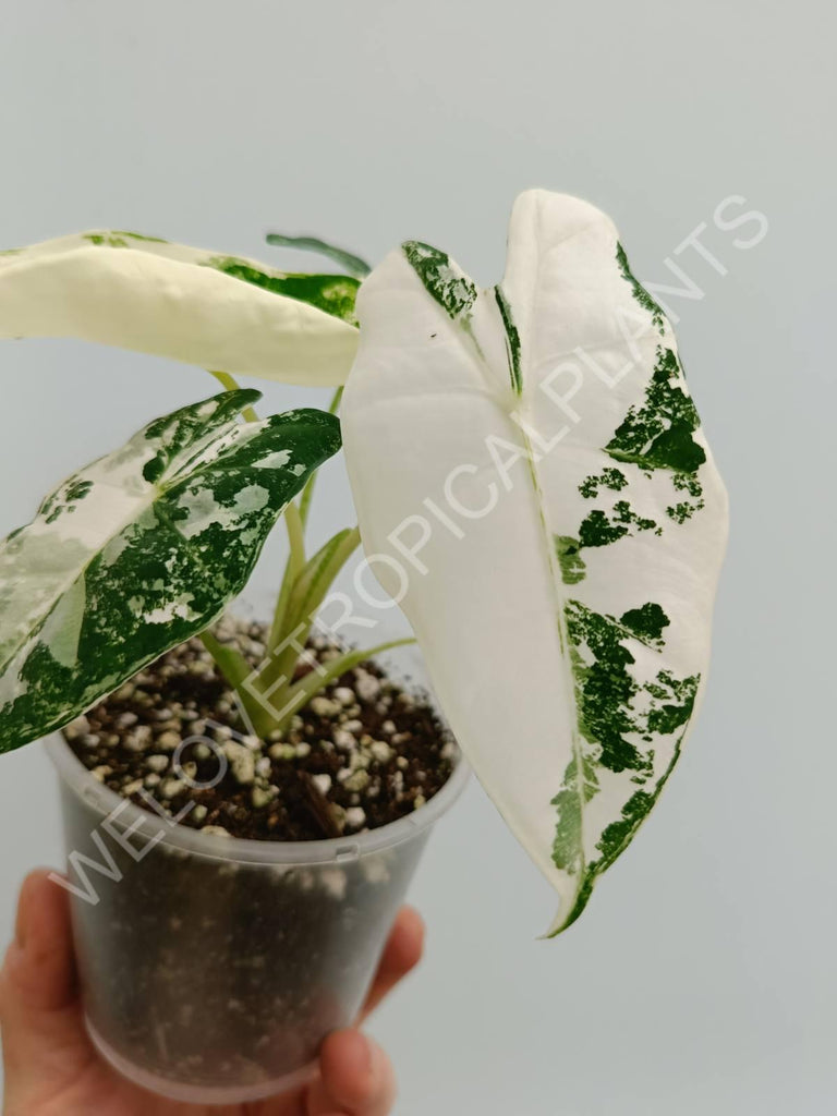 Alocasia micholitziana frydek variegata