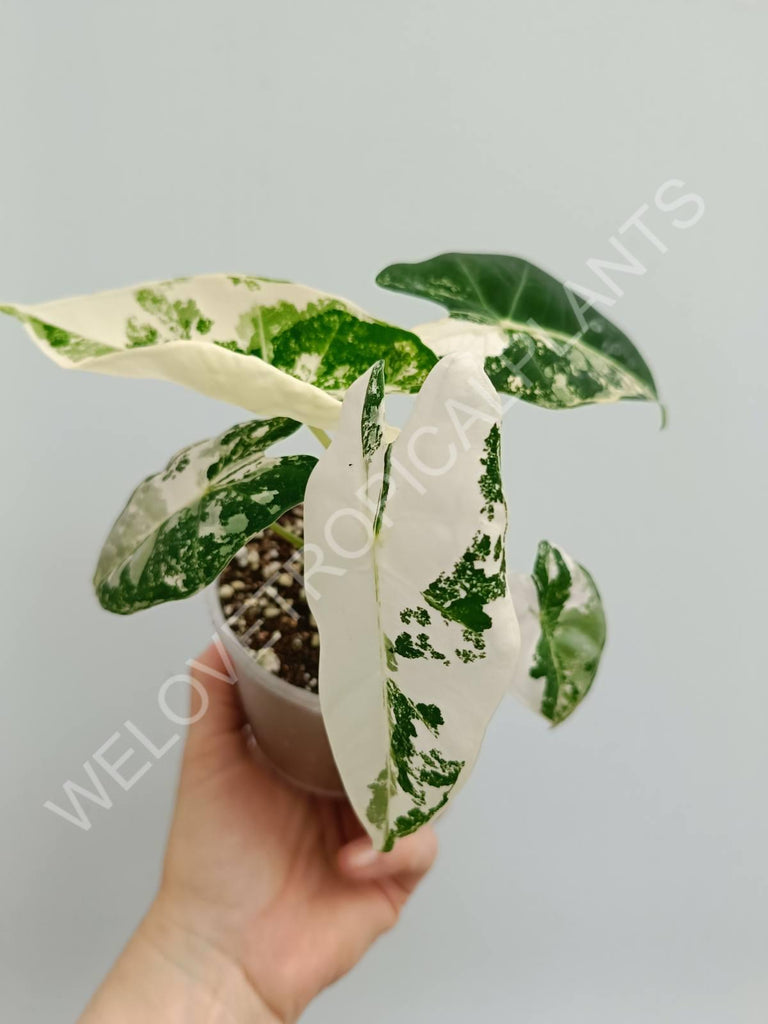 Alocasia micholitziana frydek variegata