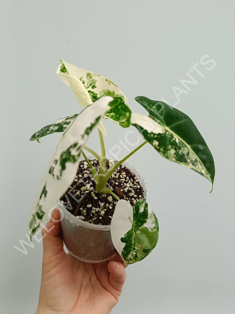 Alocasia micholitziana frydek variegata