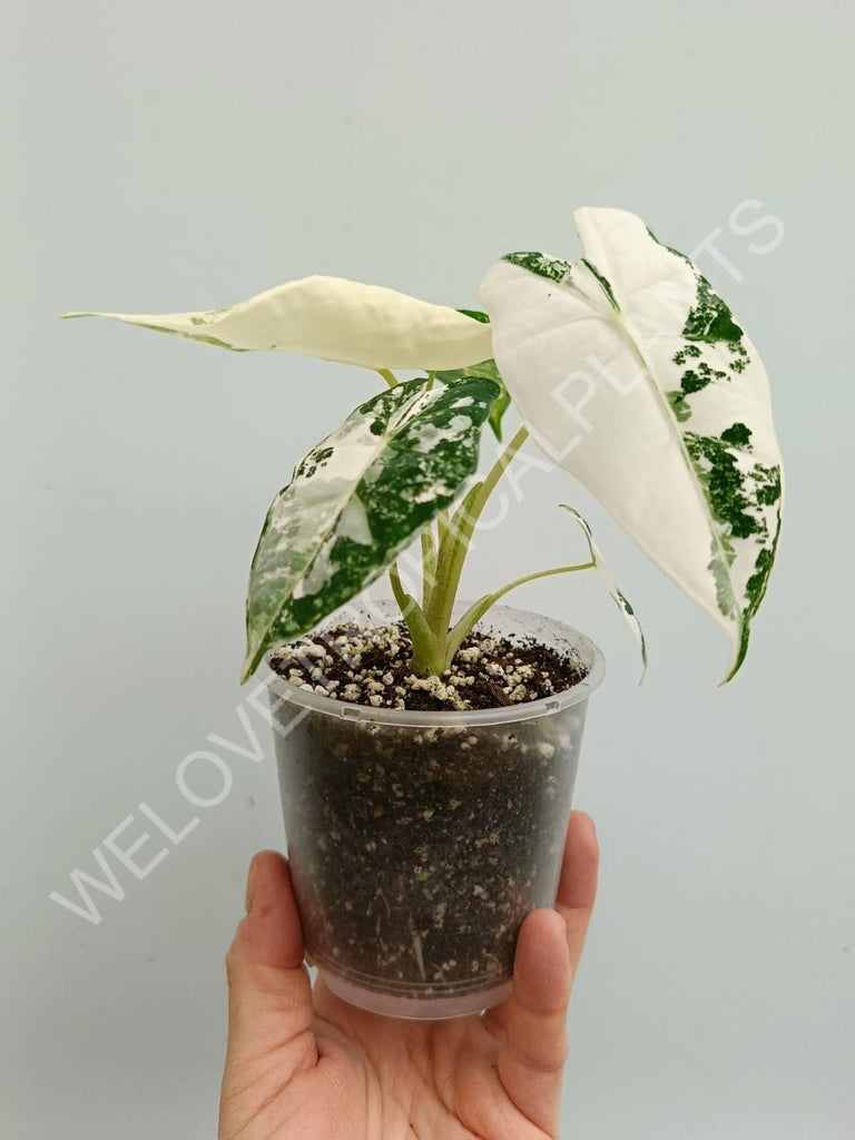 Alocasia micholitziana frydek variegata