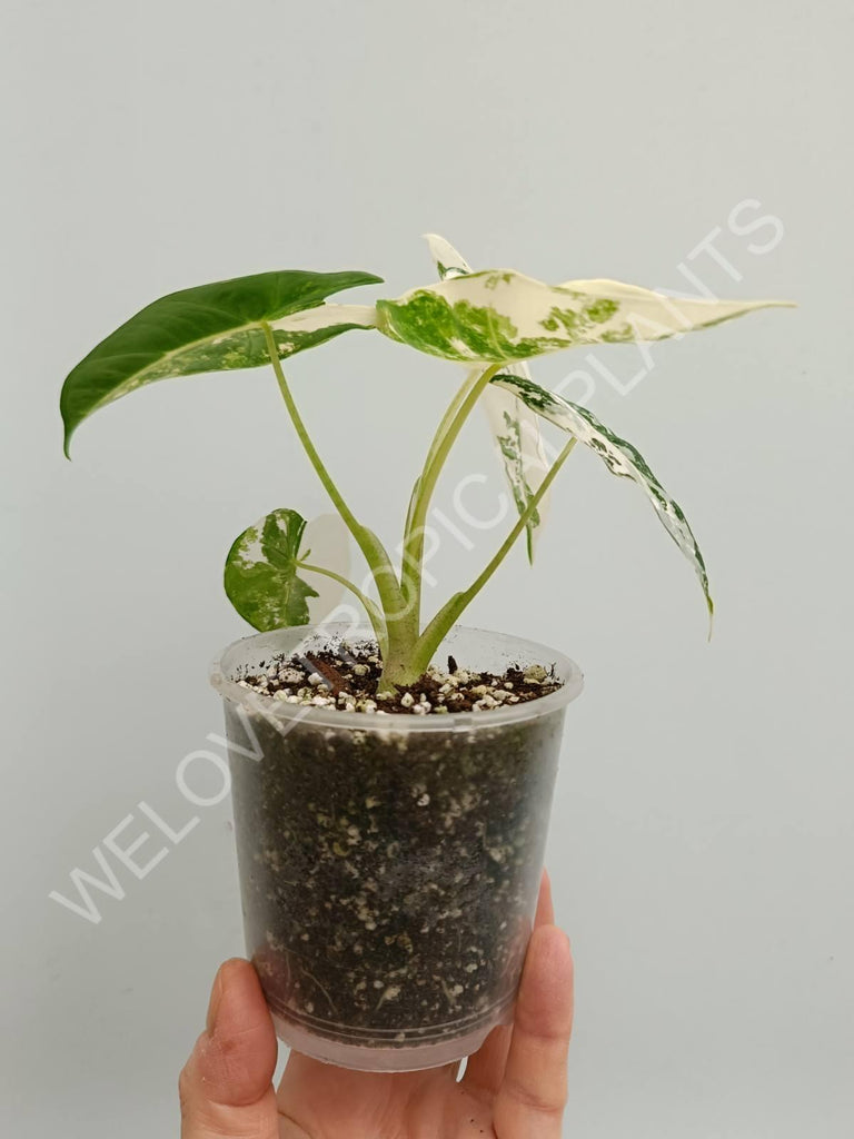 Alocasia micholitziana frydek variegata