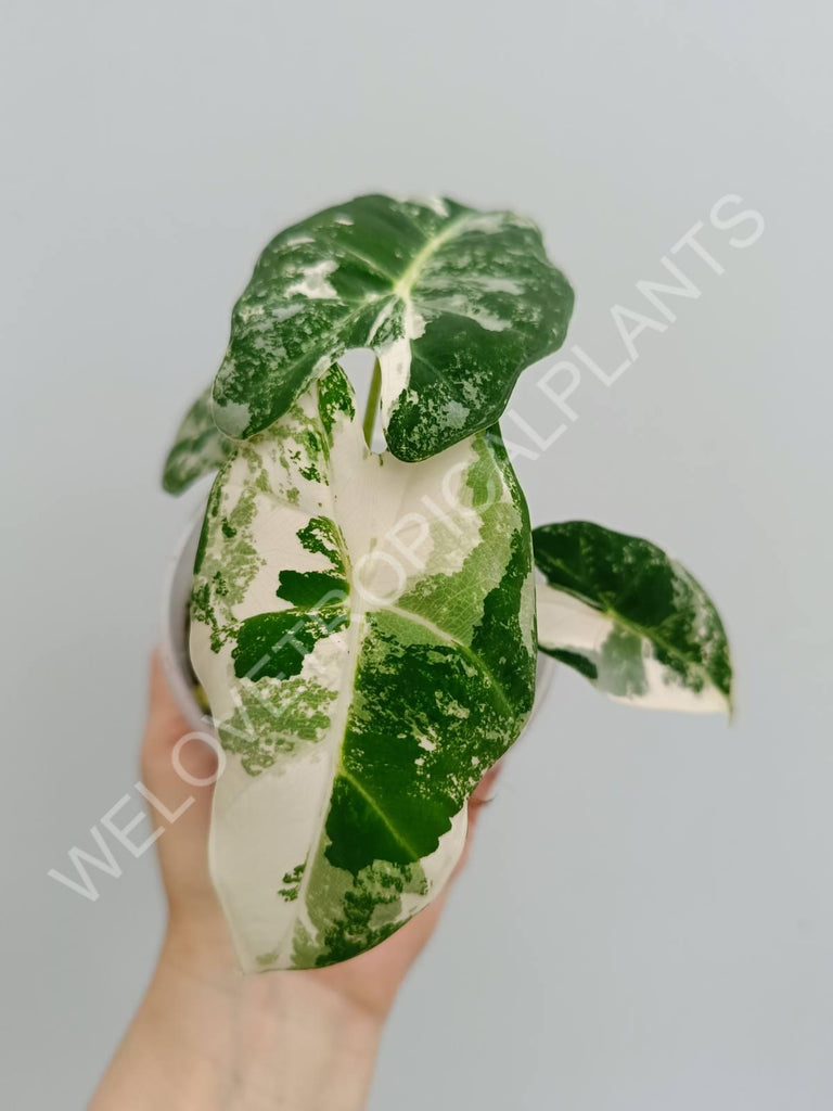 Alocasia micholitziana frydek variegata