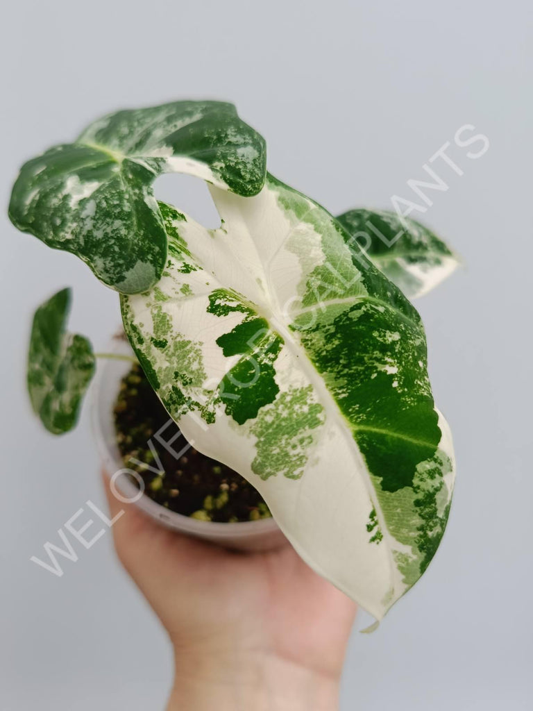 Alocasia micholitziana frydek variegata