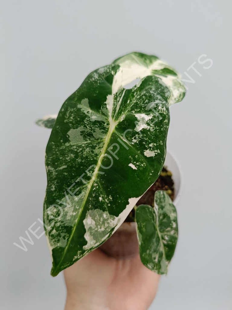 Alocasia micholitziana frydek variegata