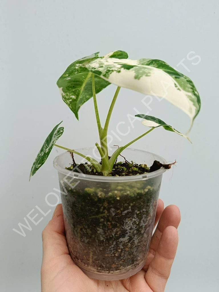 Alocasia micholitziana frydek variegata