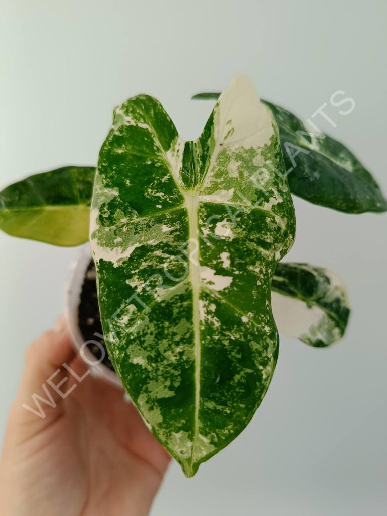 Alocasia micholitziana frydek variegata