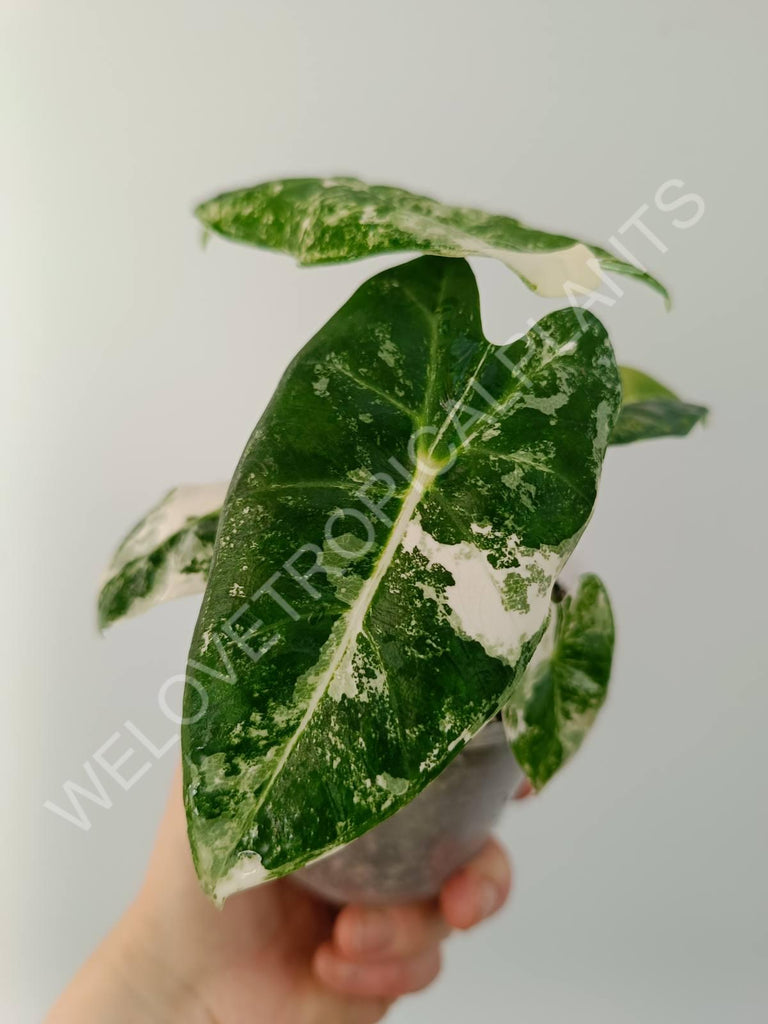 Alocasia micholitziana frydek variegata