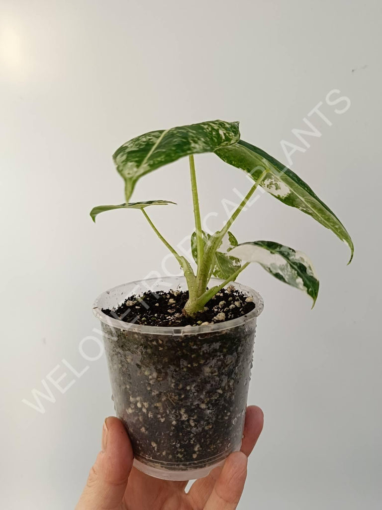 Alocasia micholitziana frydek variegata