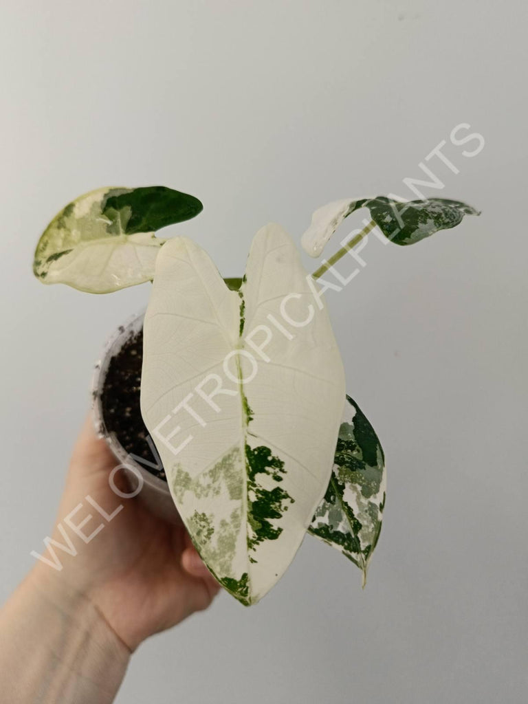 Alocasia micholitziana frydek variegata