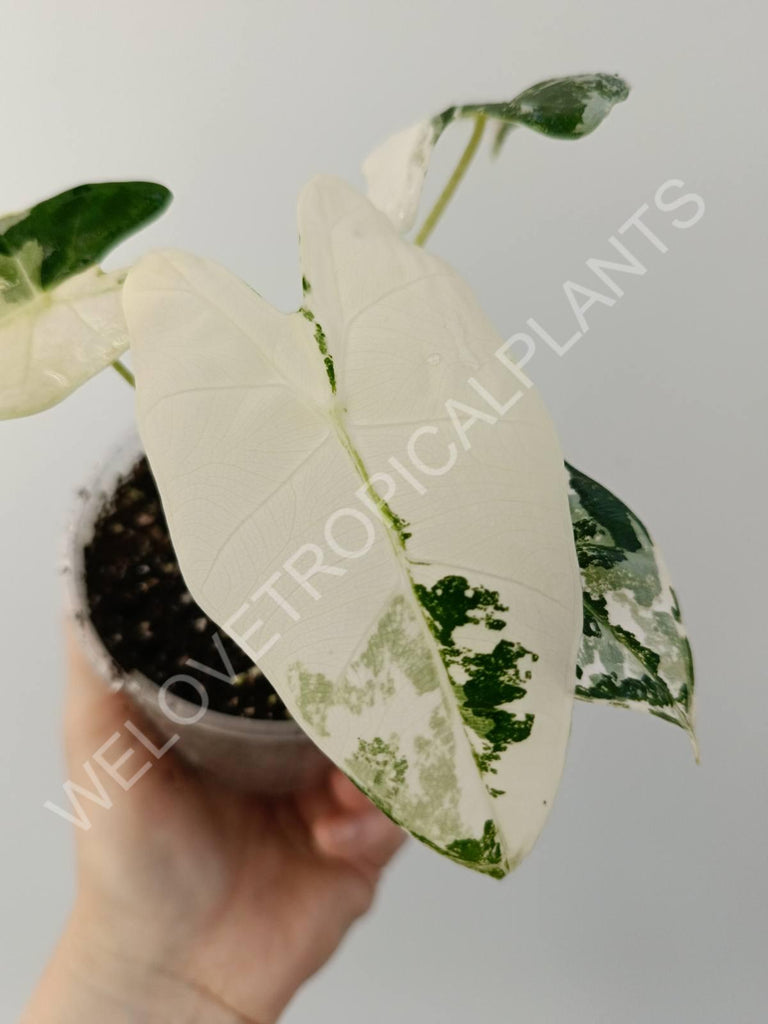 Alocasia micholitziana frydek variegata