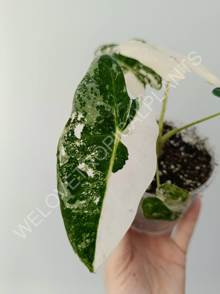 Alocasia micholitziana frydek variegata