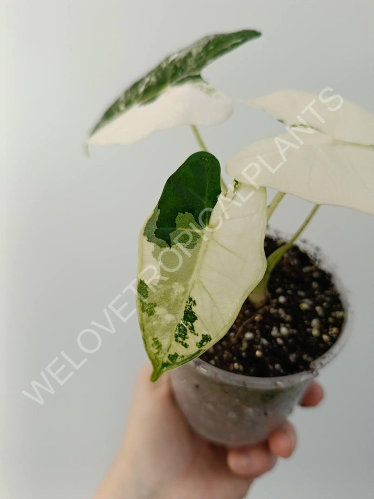 Alocasia micholitziana frydek variegata