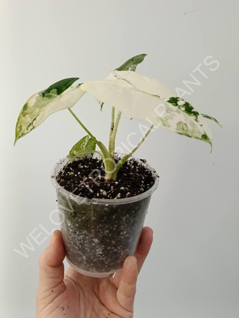 Alocasia micholitziana frydek variegata