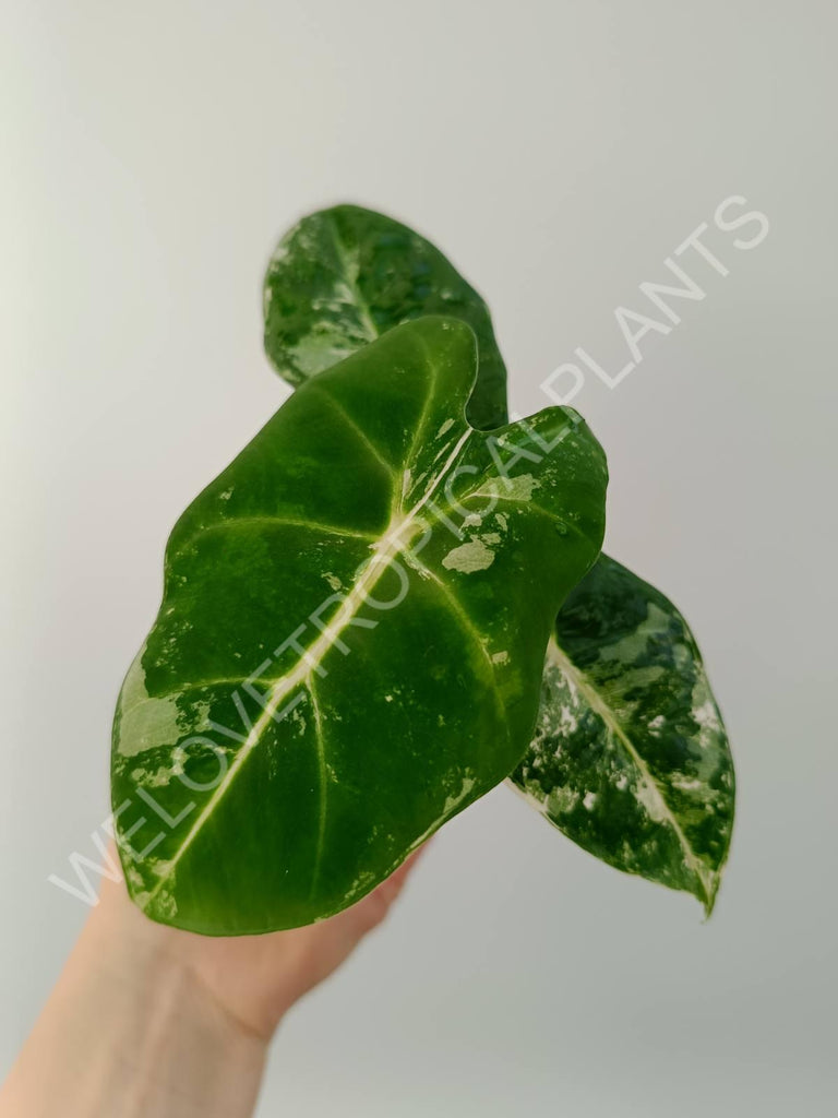 Alocasia micholitziana frydek variegata