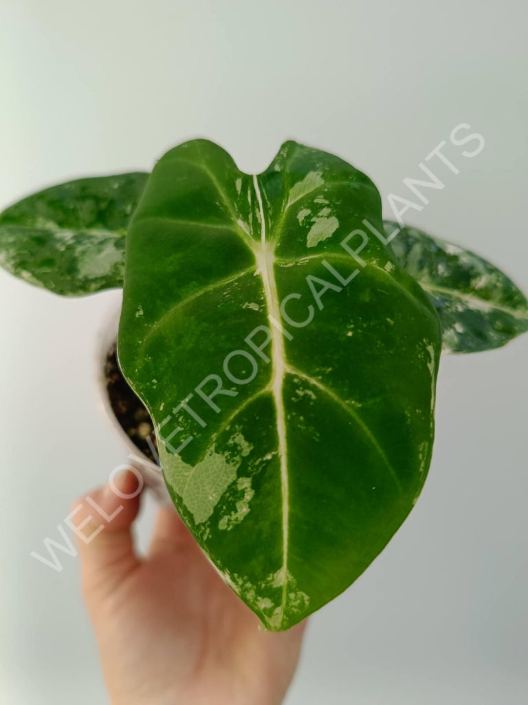 Alocasia micholitziana frydek variegata