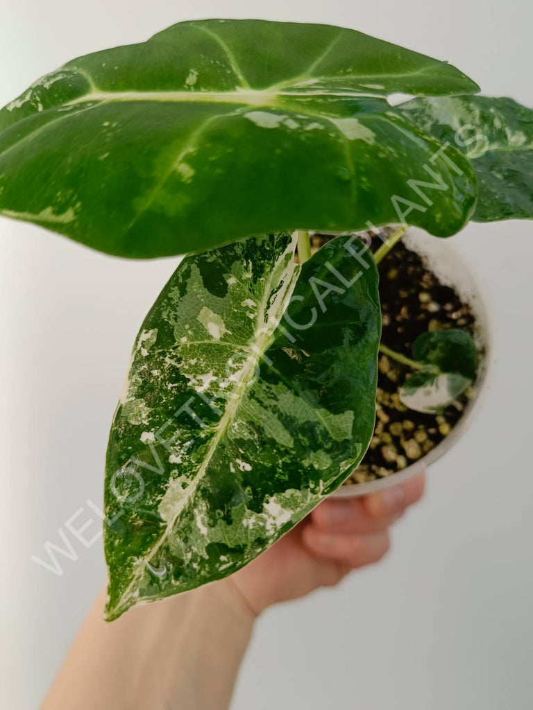 Alocasia micholitziana frydek variegata