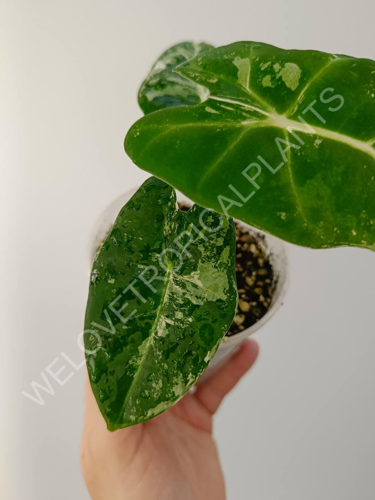 Alocasia micholitziana frydek variegata