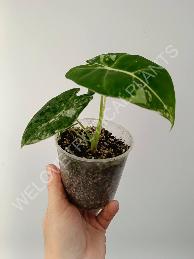 Alocasia micholitziana frydek variegata