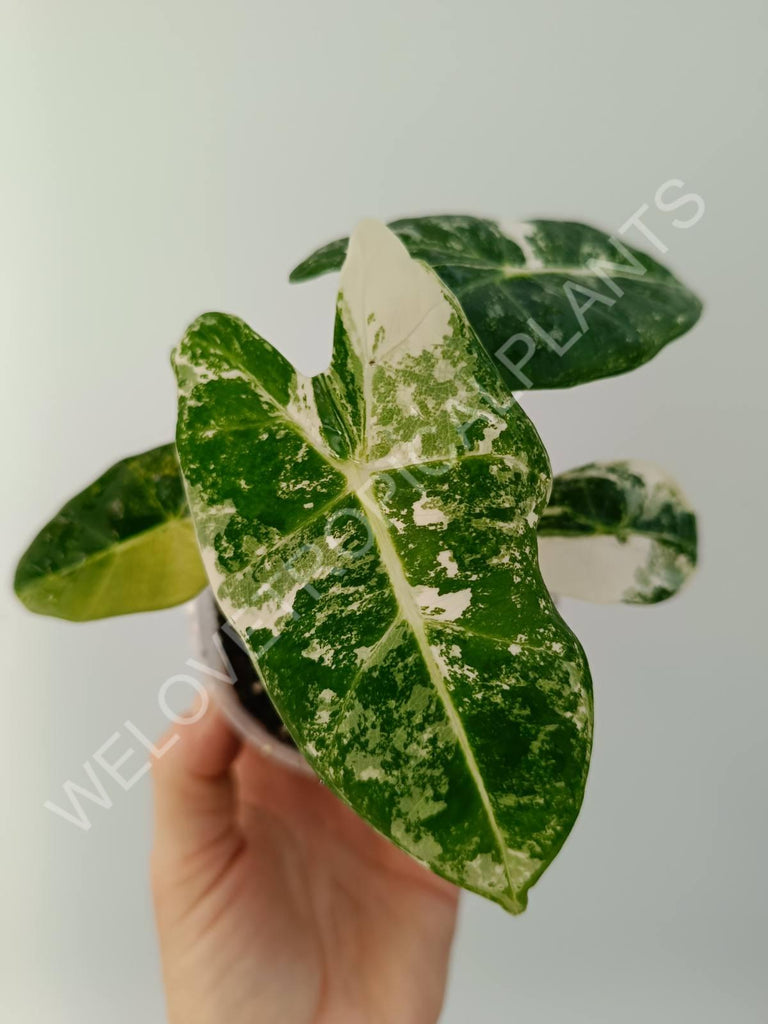 Alocasia micholitziana frydek variegata