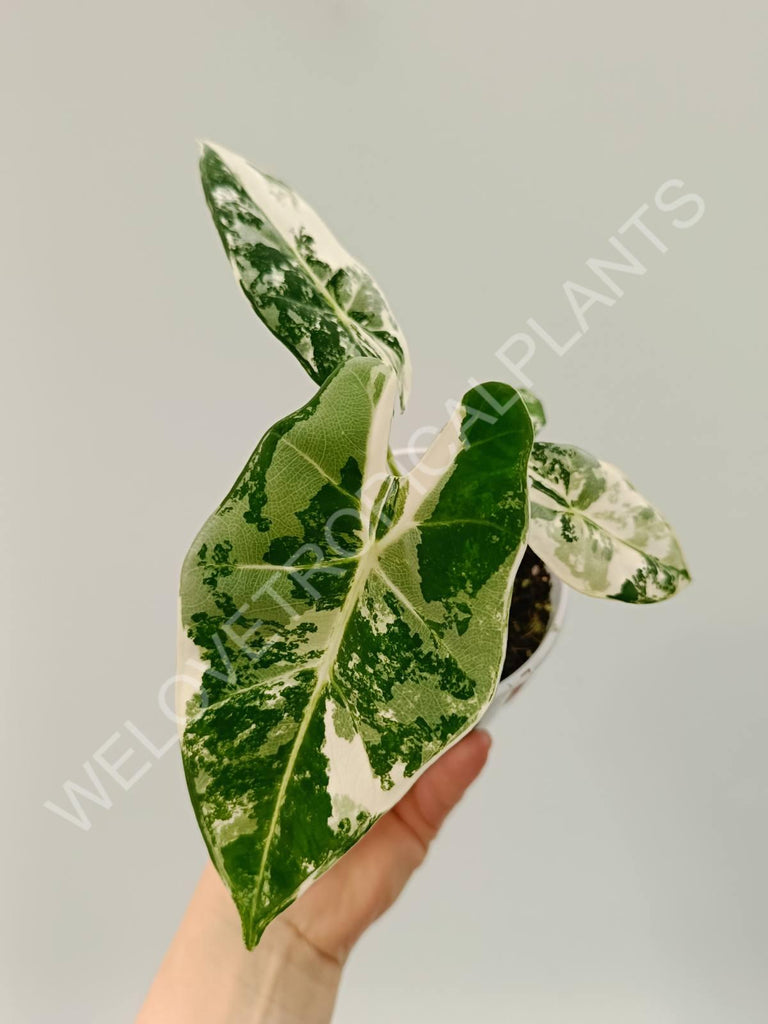 Alocasia micholitziana frydek variegata