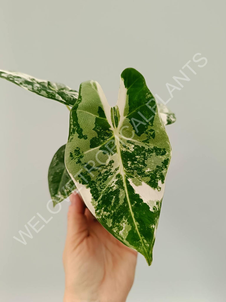 Alocasia micholitziana frydek variegata