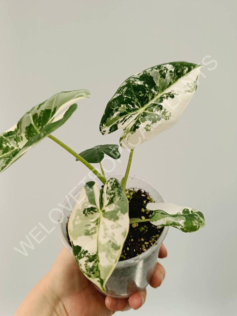 Alocasia micholitziana frydek variegata